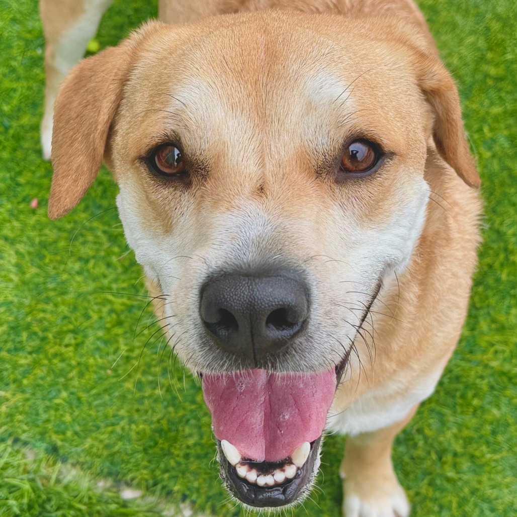 Marley, an adoptable Yellow Labrador Retriever, Mixed Breed in Bend, OR, 97702 | Photo Image 3