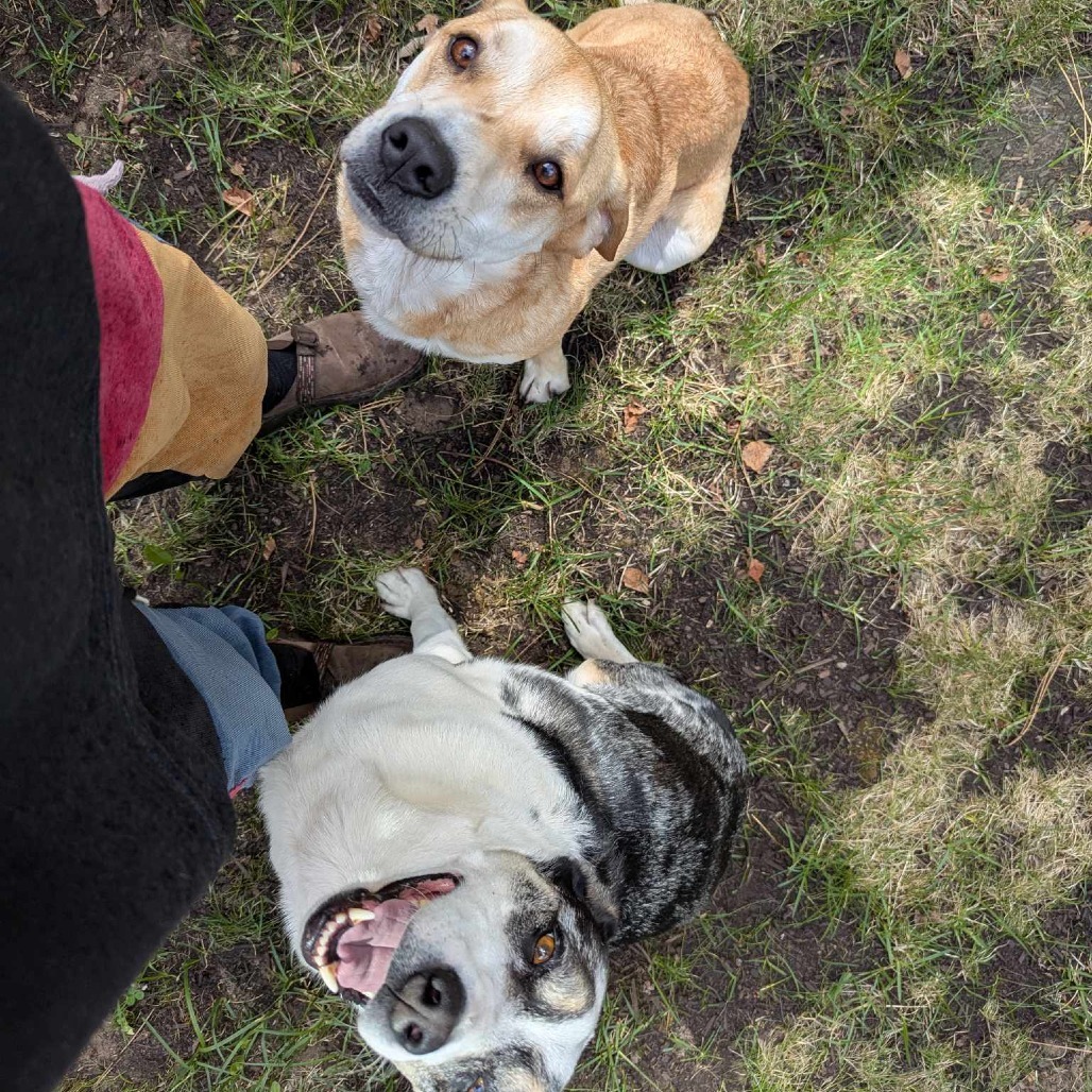 Marley, an adoptable Yellow Labrador Retriever, Mixed Breed in Bend, OR, 97702 | Photo Image 4