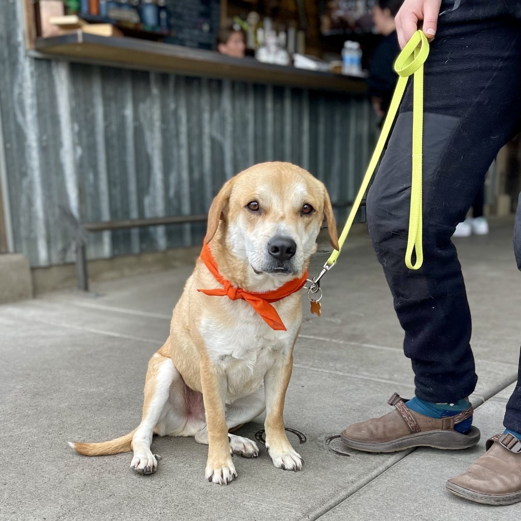 Marley, an adoptable Yellow Labrador Retriever, Mixed Breed in Bend, OR, 97702 | Photo Image 5