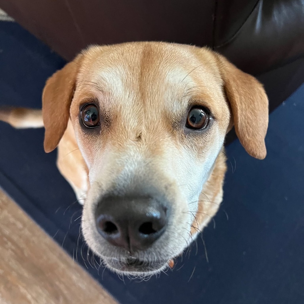 Marley, an adoptable Yellow Labrador Retriever, Mixed Breed in Bend, OR, 97702 | Photo Image 6