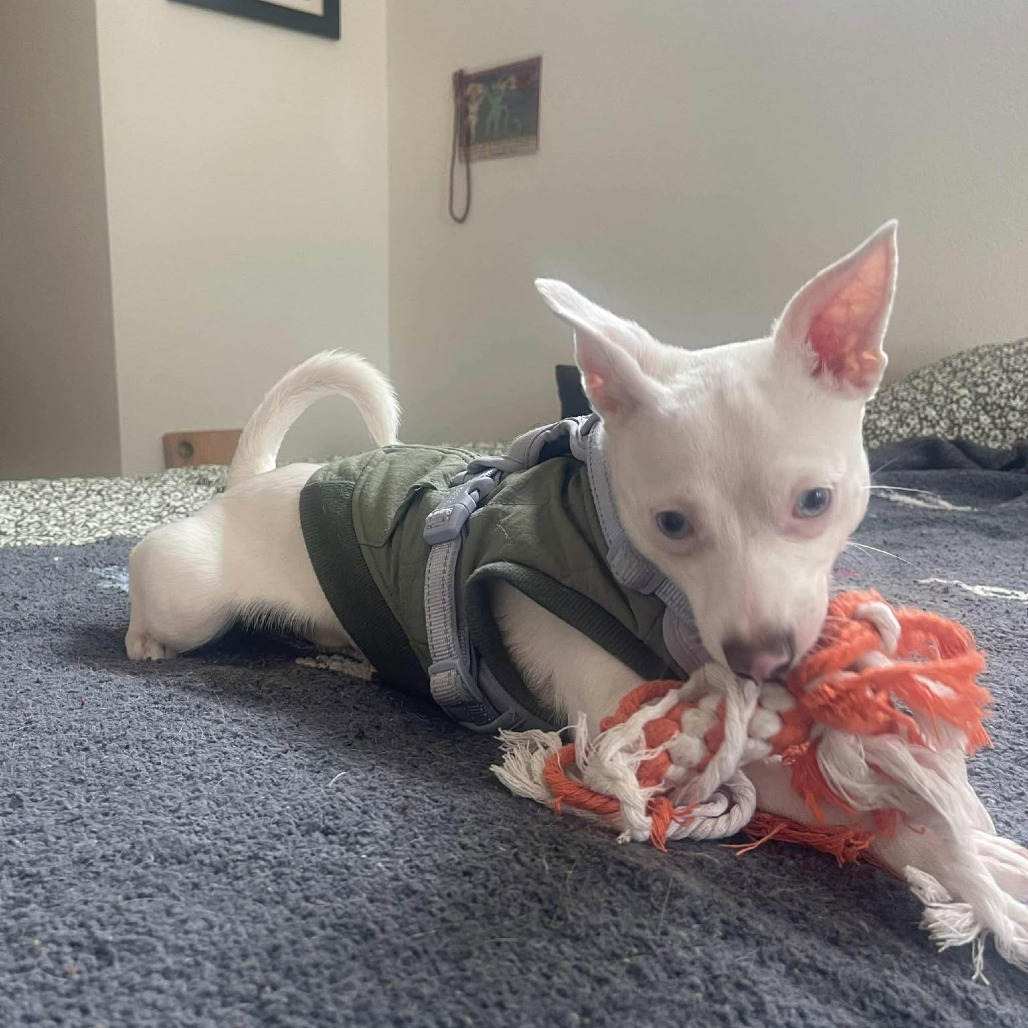 Igloo, an adoptable Jack Russell Terrier, Chihuahua in Bend, OR, 97702 | Photo Image 1