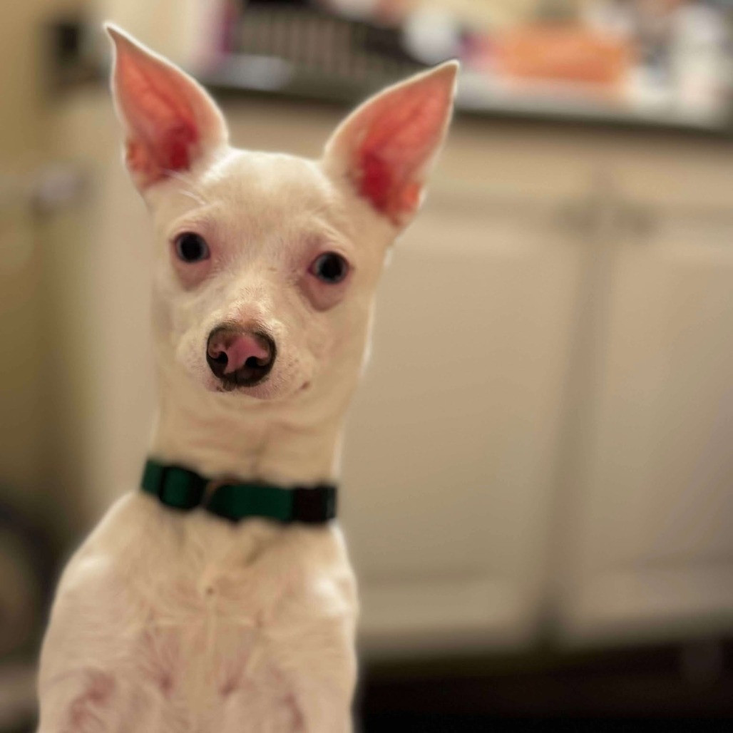 Igloo, an adoptable Jack Russell Terrier, Chihuahua in Bend, OR, 97702 | Photo Image 3