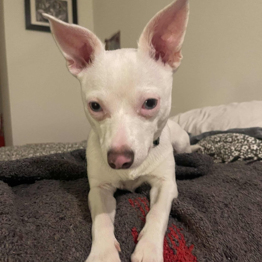 Igloo, an adoptable Jack Russell Terrier, Chihuahua in Bend, OR, 97702 | Photo Image 5