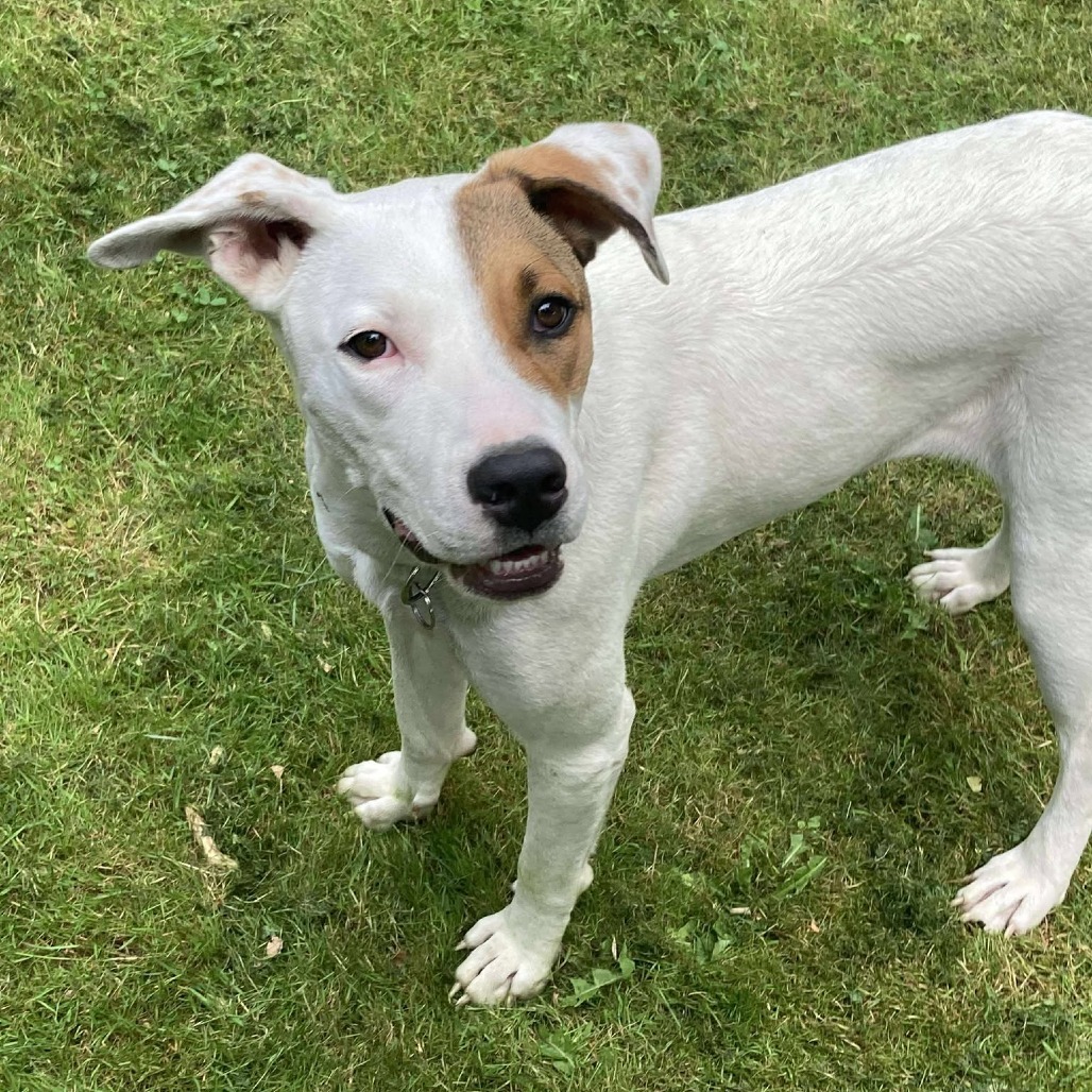 Shelby, an adoptable Mixed Breed in Bend, OR, 97702 | Photo Image 1
