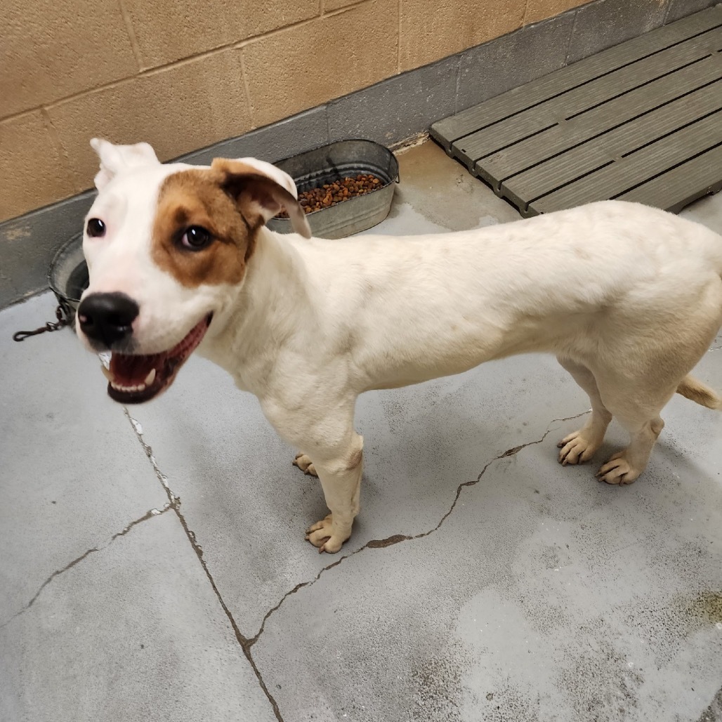 Shelby - **Adoption Special!!**, an adoptable Mixed Breed in Bend, OR, 97702 | Photo Image 1