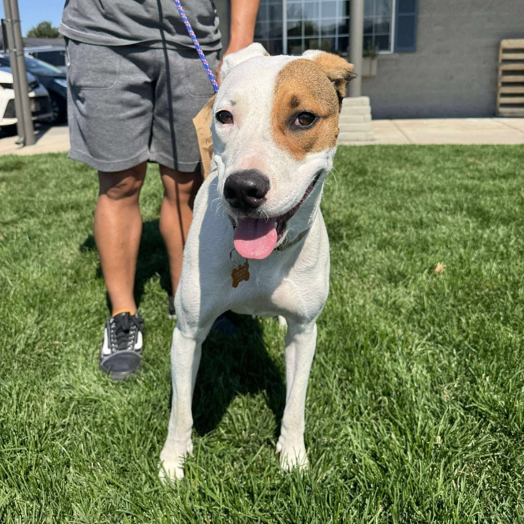 Shelby - Sponsored Adoption Fee!, an adoptable Mixed Breed in Bend, OR, 97702 | Photo Image 1
