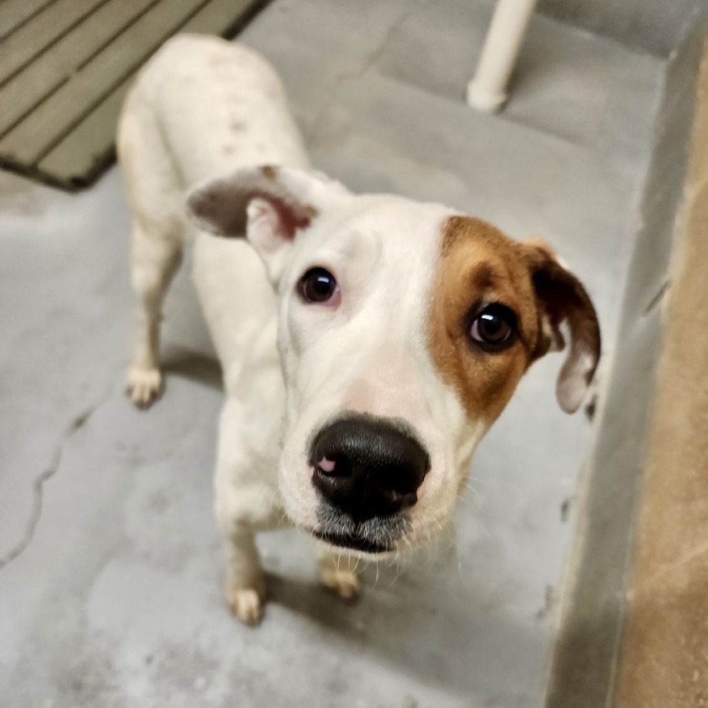 Shelby, an adoptable Mixed Breed in Bend, OR, 97702 | Photo Image 2