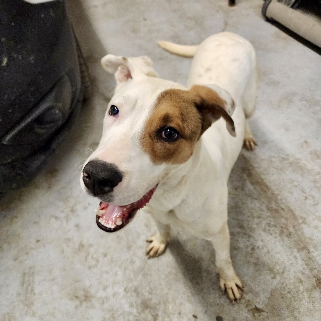 Shelby, an adoptable Mixed Breed in Bend, OR, 97702 | Photo Image 3