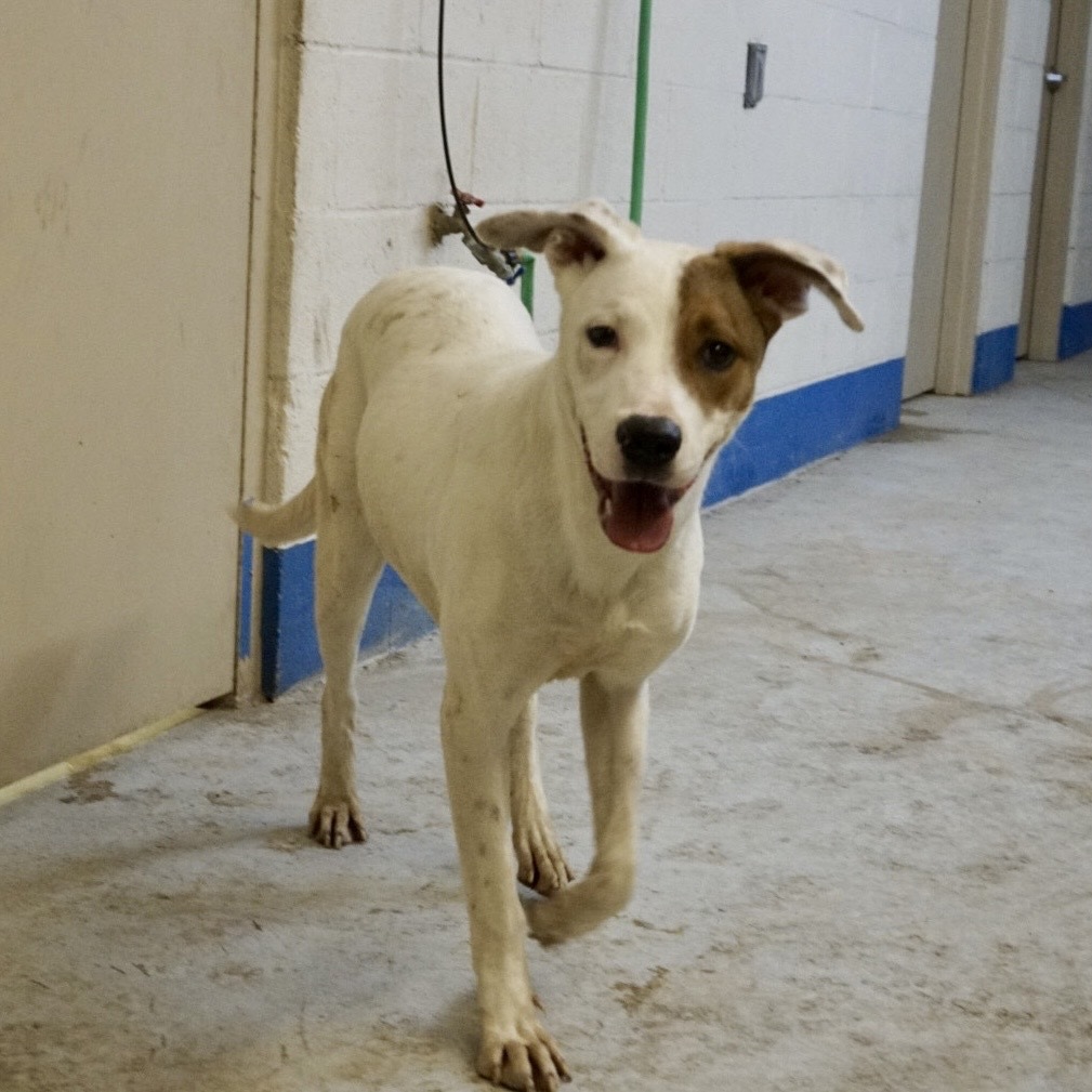 Shelby, an adoptable Mixed Breed in Bend, OR, 97702 | Photo Image 4