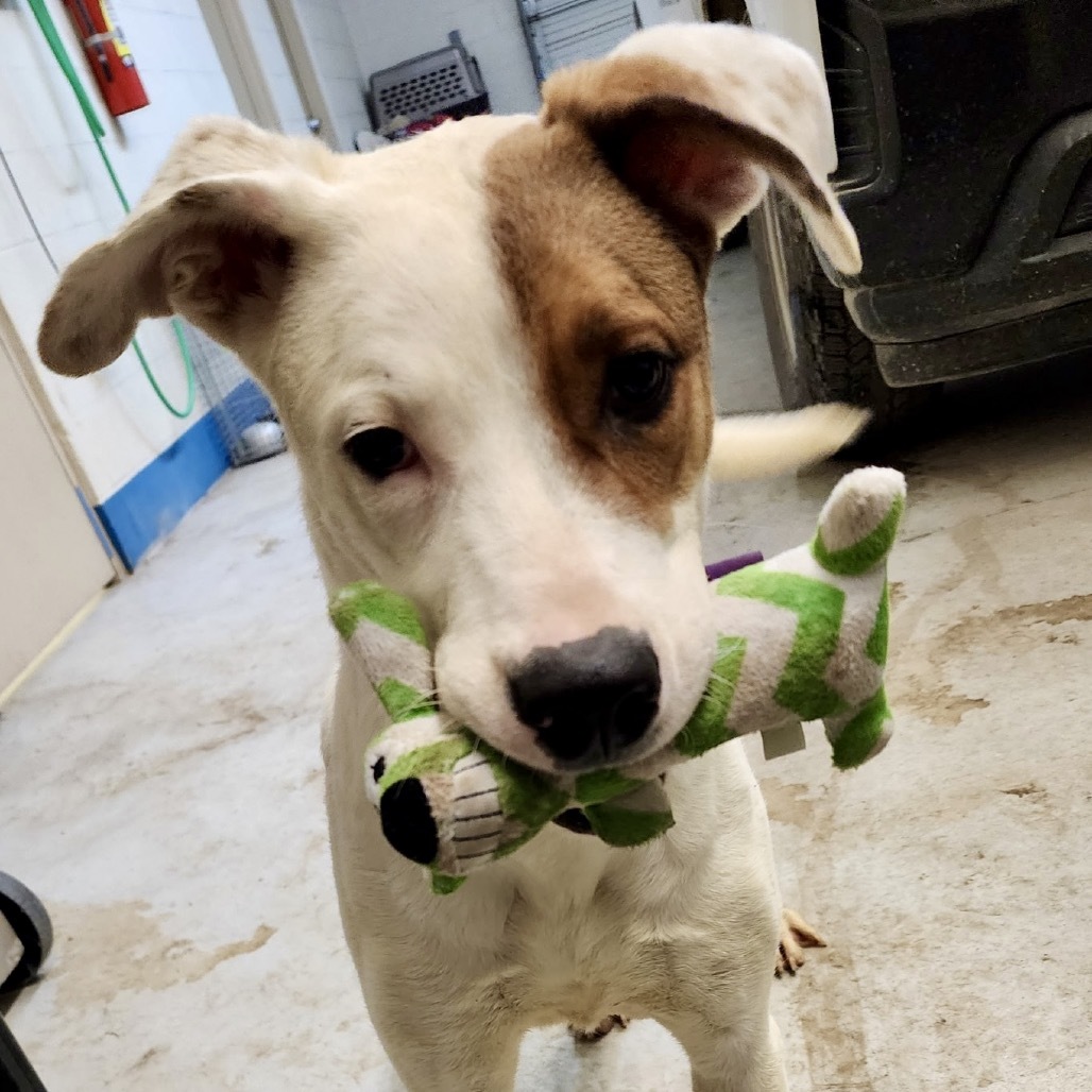 Shelby, an adoptable Mixed Breed in Bend, OR, 97702 | Photo Image 5