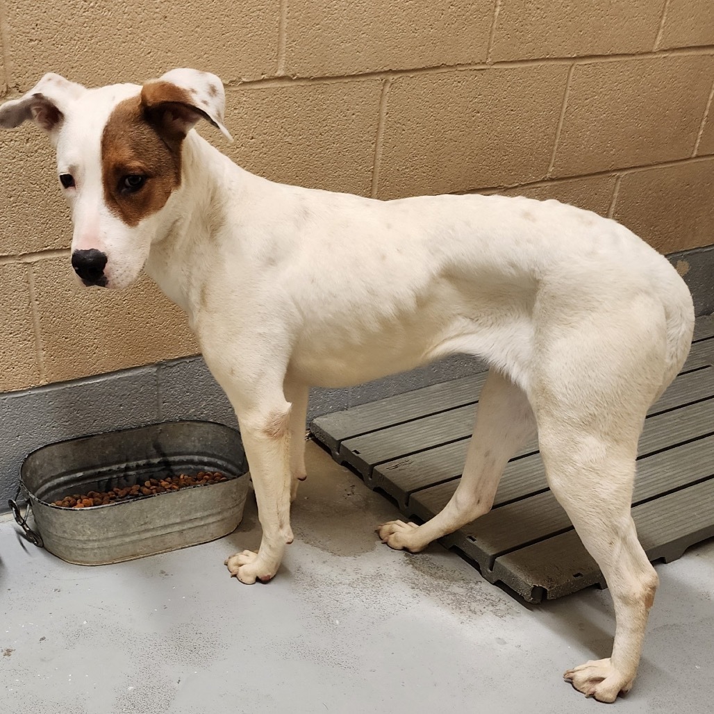 Shelby, an adoptable Mixed Breed in Bend, OR, 97702 | Photo Image 6