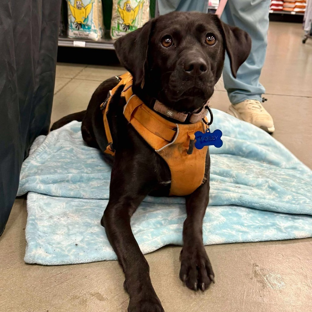 Okie (aka Zelle), an adoptable Labrador Retriever, Beagle in Bend, OR, 97702 | Photo Image 1