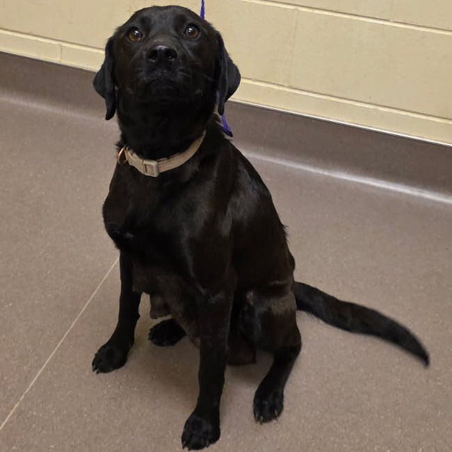 Okie (aka Zelle), an adoptable Labrador Retriever, Beagle in Bend, OR, 97702 | Photo Image 2
