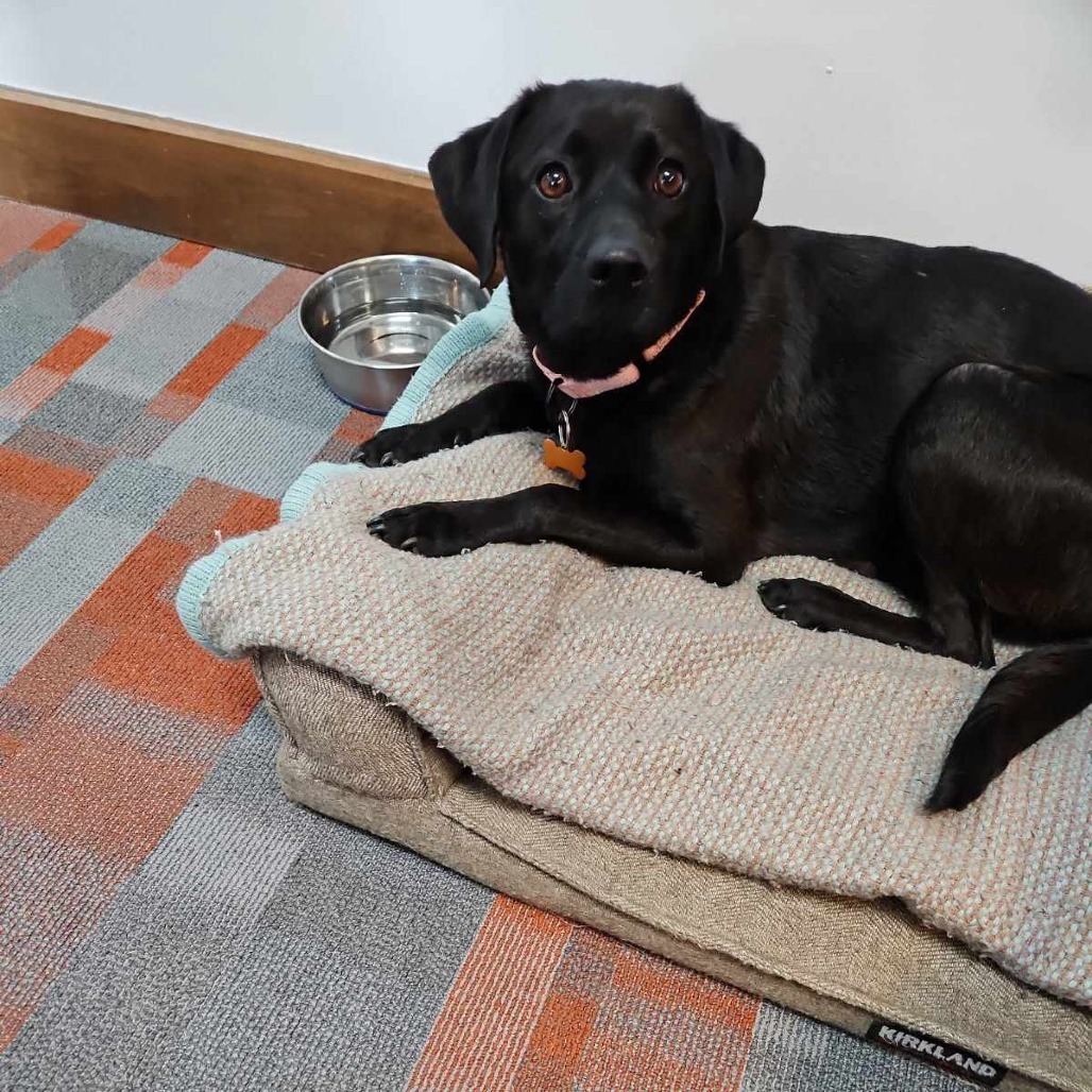 Okie (aka Zelle), an adoptable Labrador Retriever, Beagle in Bend, OR, 97702 | Photo Image 3