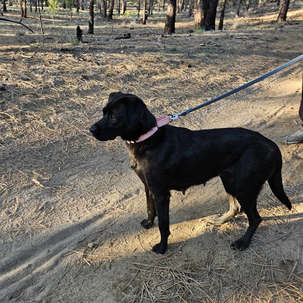Okie (aka Zelle), an adoptable Labrador Retriever, Beagle in Bend, OR, 97702 | Photo Image 4