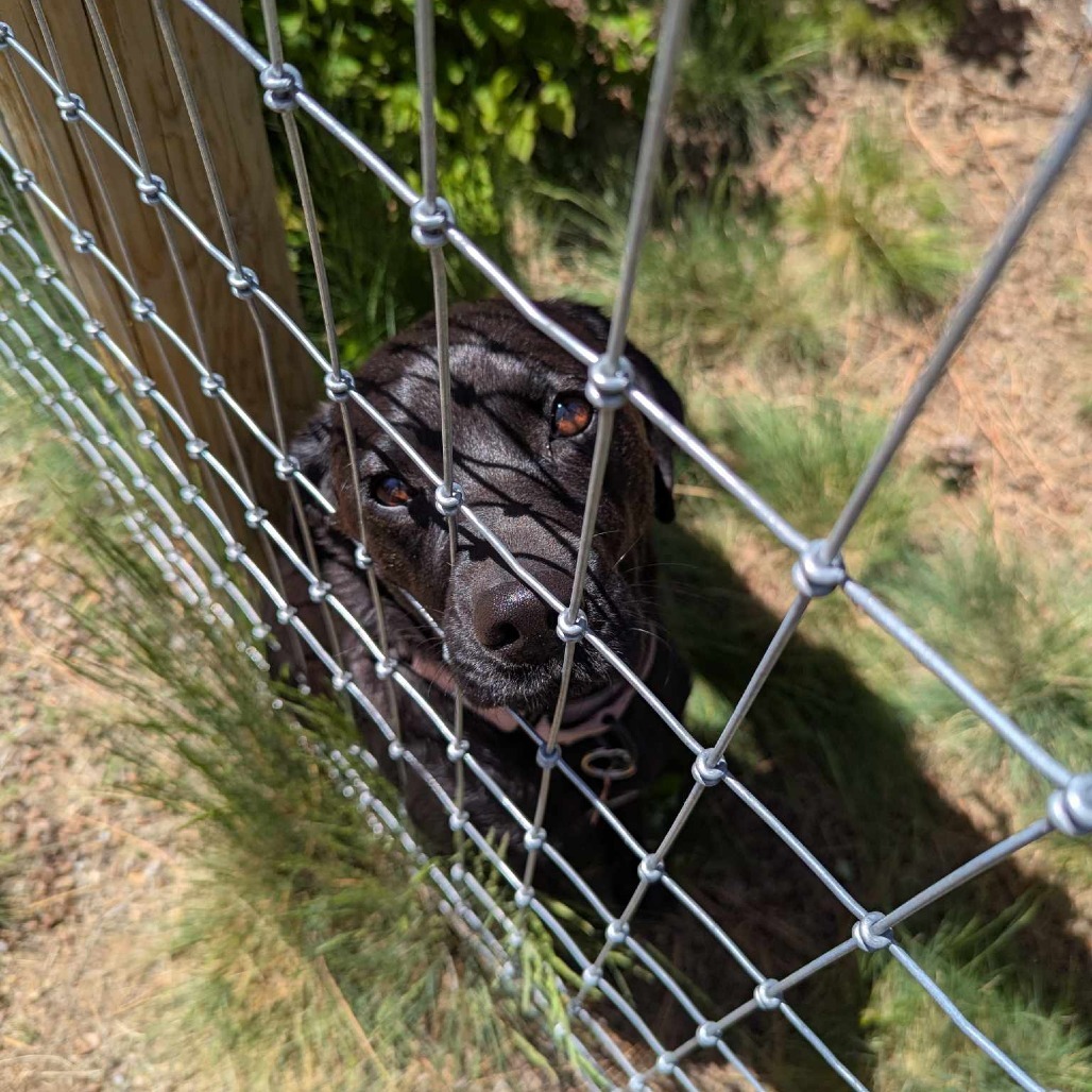 Okie (aka Zelle), an adoptable Labrador Retriever, Beagle in Bend, OR, 97702 | Photo Image 6