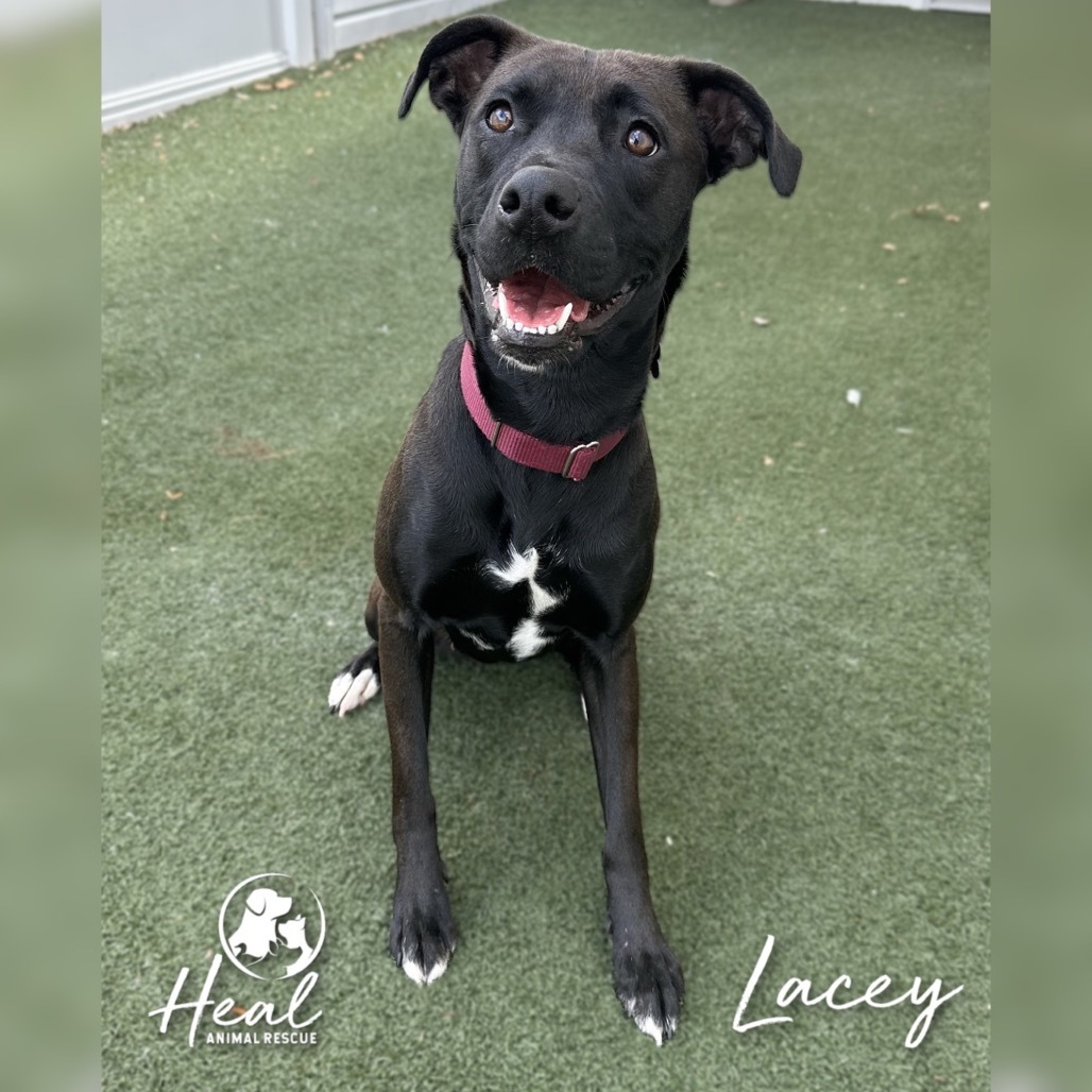 Lacey