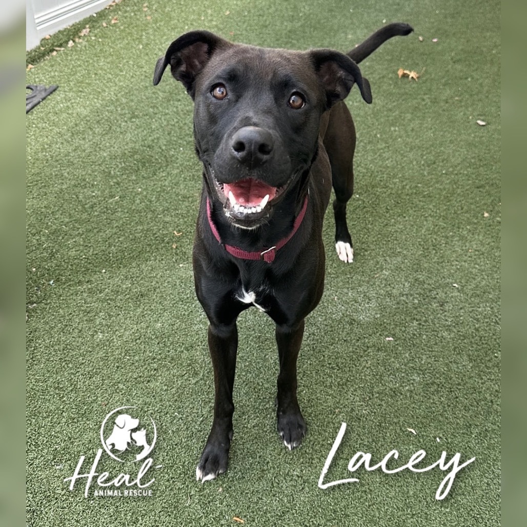 Lacey