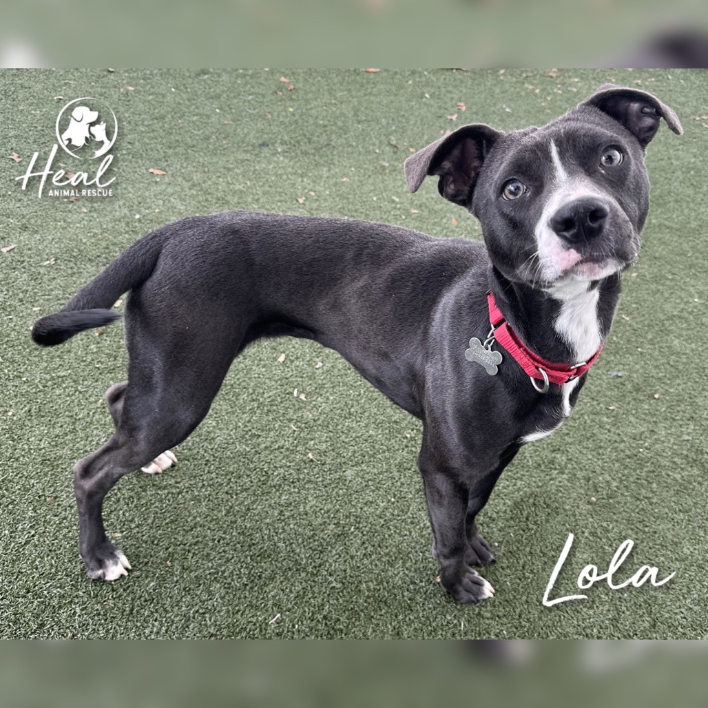 Lola
