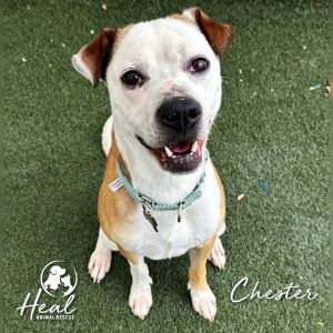 Chester, Young Male Terrier