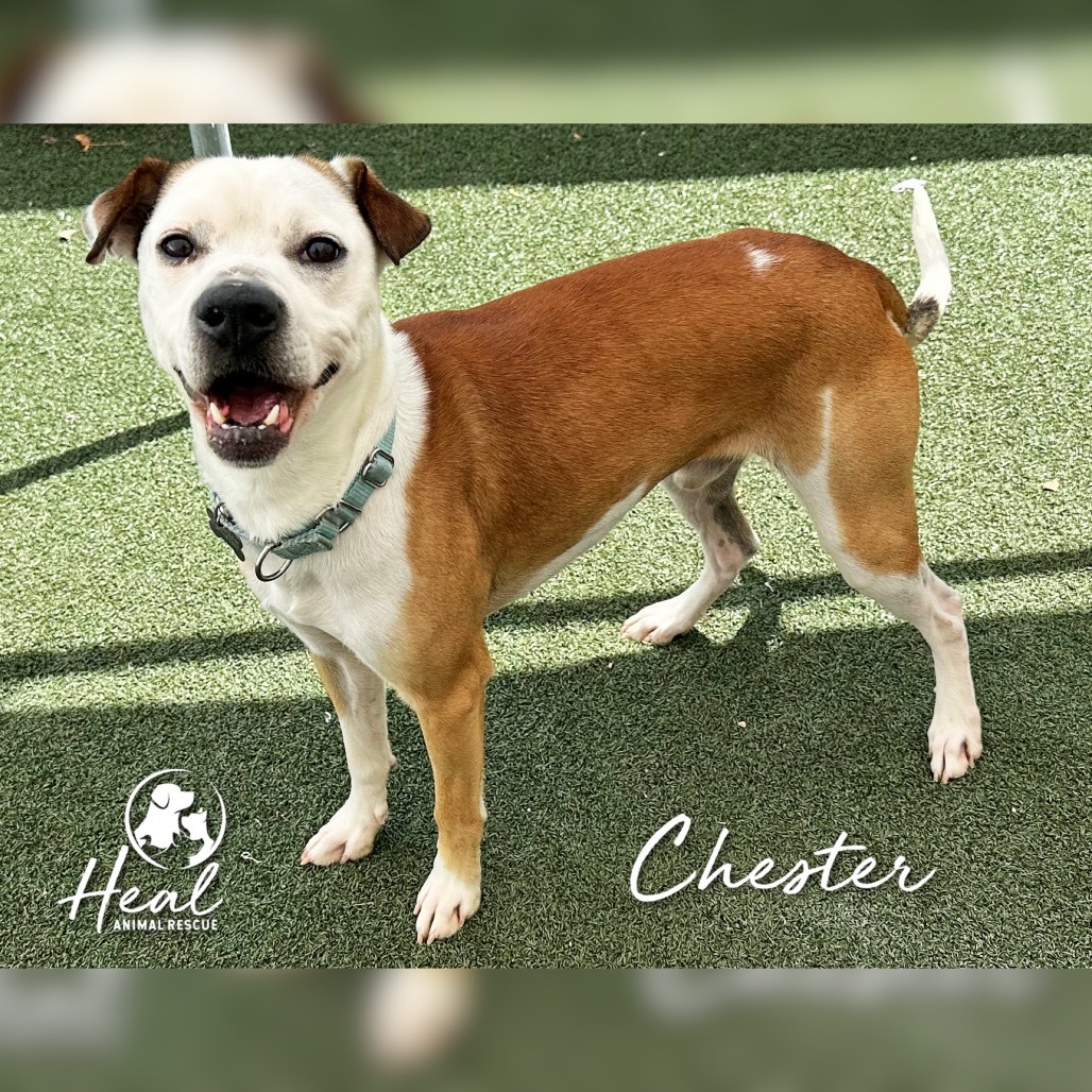 Chester