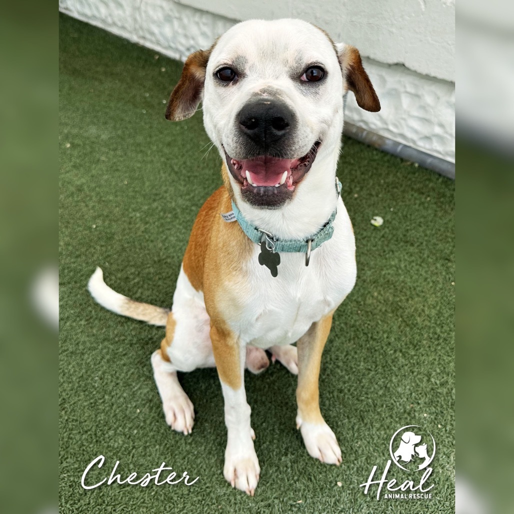 Chester