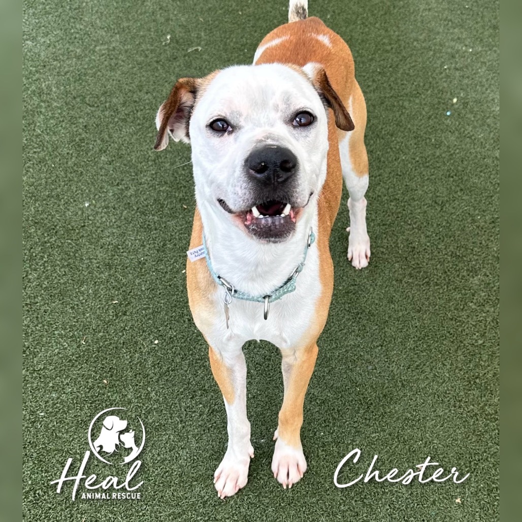 Chester