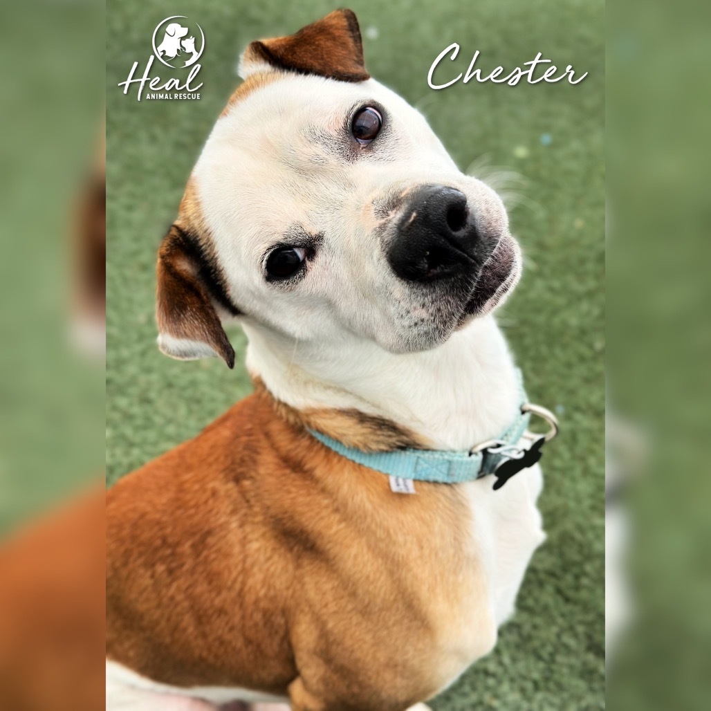 Chester