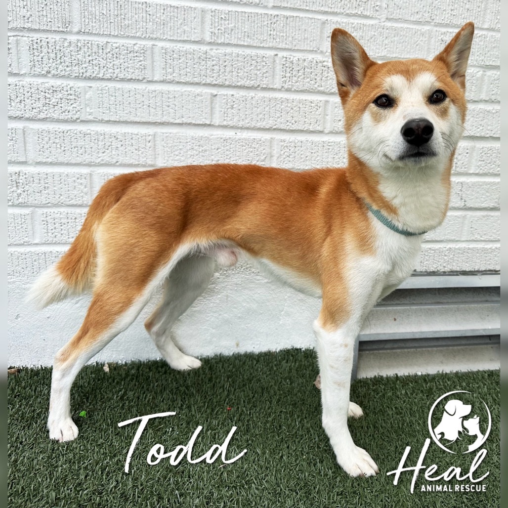 Todd
