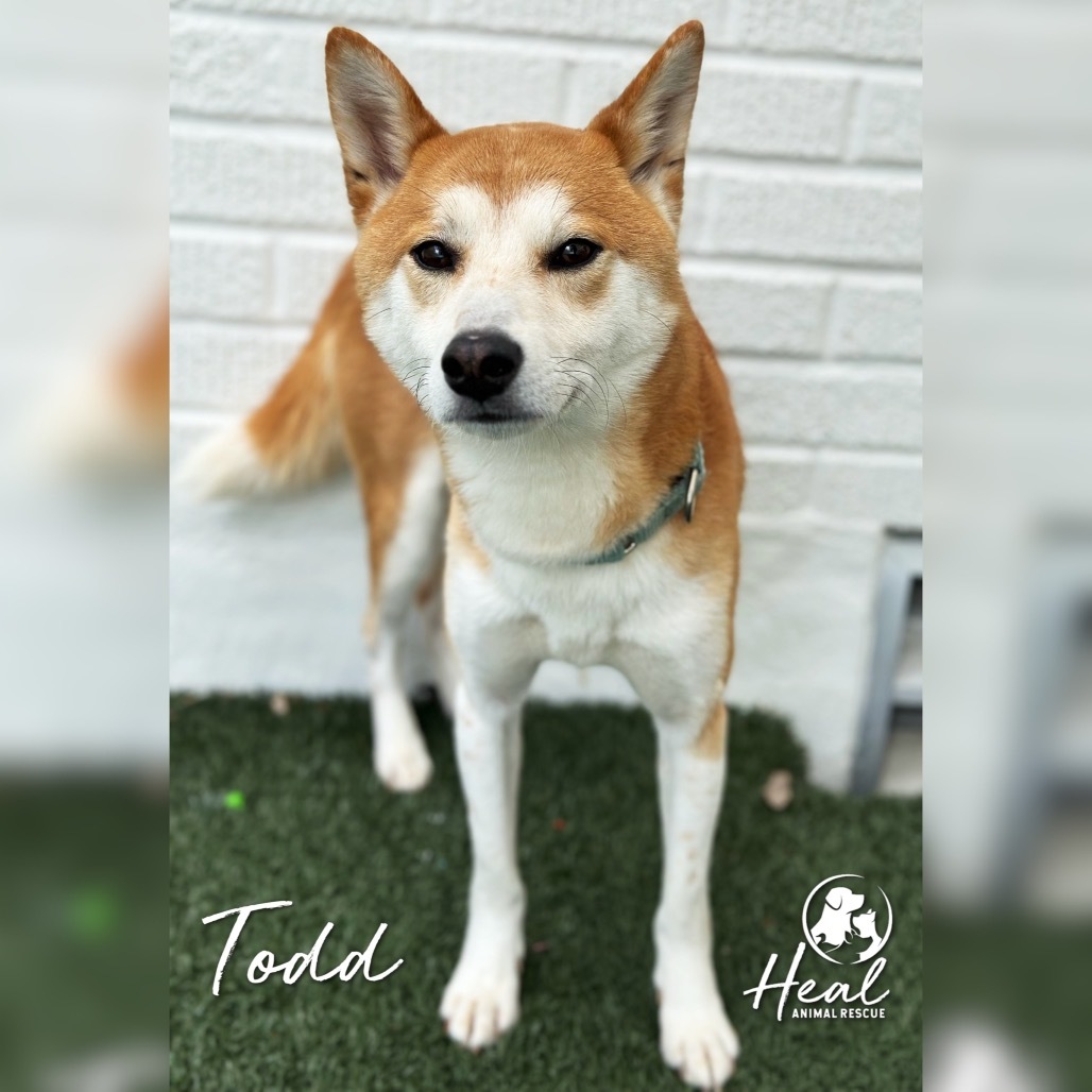 Todd