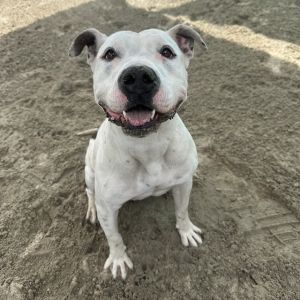 TINKER BELL, Young Female Pit Bull Terrier