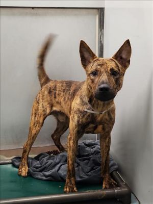 TIGGER Bull Terrier Dog