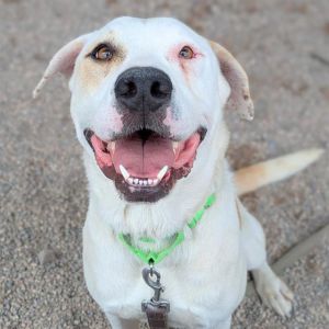 QUINN, Young Male Pit Bull Terrier