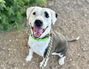MARLEY IRIE/JAHLEAH, Adult Female American Staffordshire Terrier