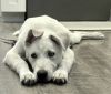 Lucy Loo photo 2