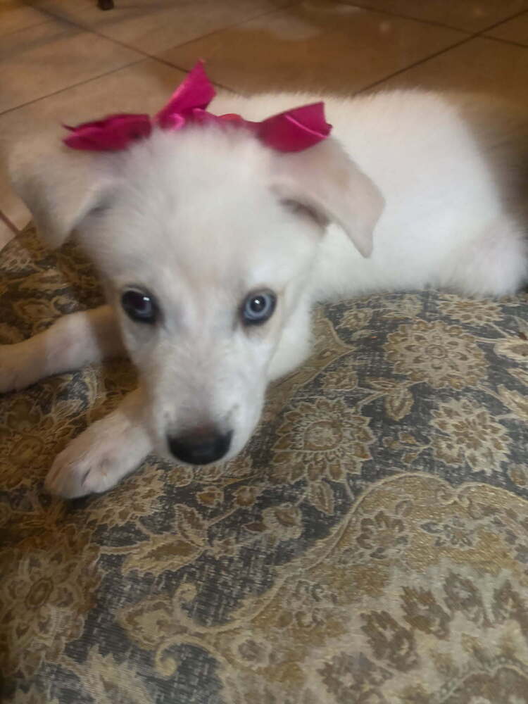 Lucy Loo