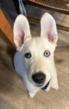 Lucy Loo photo 4
