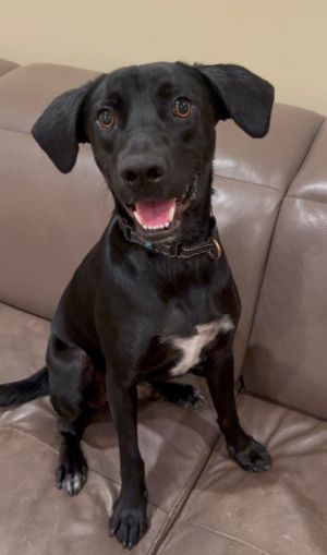 Lee (LS Labs), Young Male Labrador Retriever
