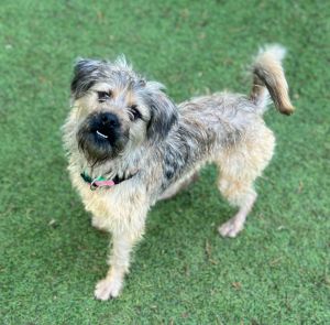 Meet Devon As far as sweet scruffy Devon is concerned every day is a happy day Devon is a 1ish