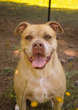 Are you looking for a more mature settled dog then Petunia could be the girl for you This almost 7-