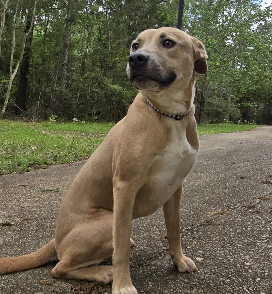 Carolina, an adoptable Black Mouth Cur, Pit Bull Terrier in Mineville, NS, B2Z 1K8 | Photo Image 2
