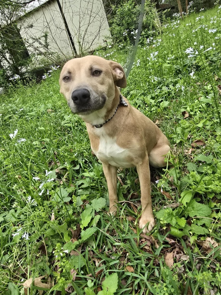 Carolina, an adoptable Black Mouth Cur, Pit Bull Terrier in Mineville, NS, B2Z 1K8 | Photo Image 3