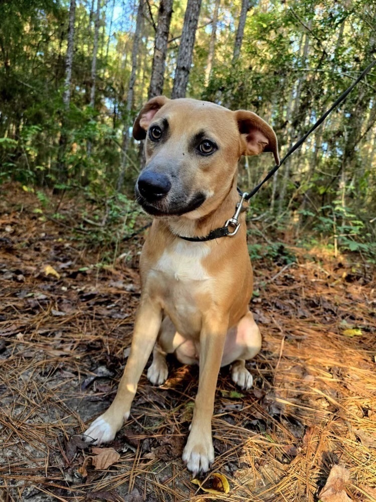 Carolina, an adoptable Black Mouth Cur, Pit Bull Terrier in Mineville, NS, B2Z 1K8 | Photo Image 5