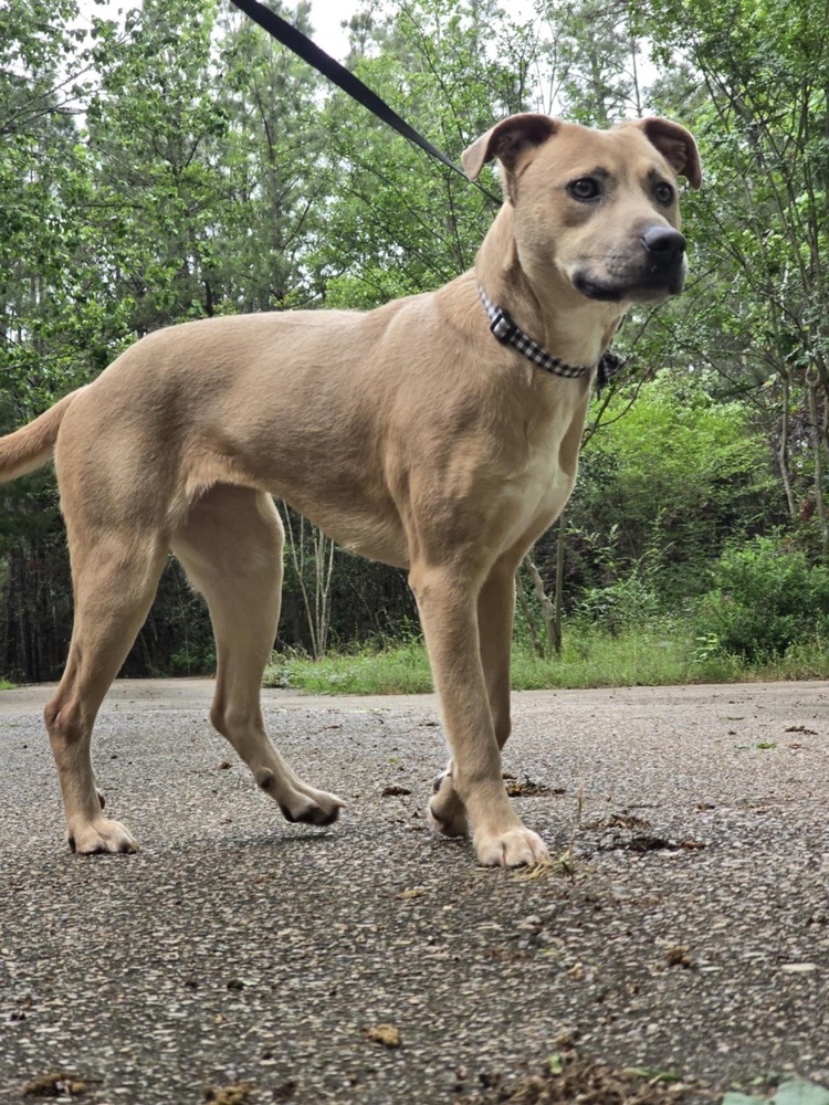Carolina, an adoptable Black Mouth Cur, Pit Bull Terrier in Mineville, NS, B2Z 1K8 | Photo Image 6