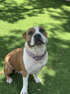 Flamingo, Senior Female American Bulldog
