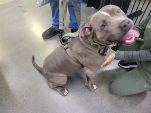 WICK American Bulldog Dog