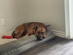 MAX, Young Male Plott Hound