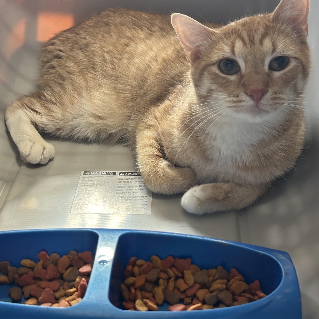 Taylor, an adoptable Domestic Medium Hair in Mustang, OK, 73064 | Photo Image 1