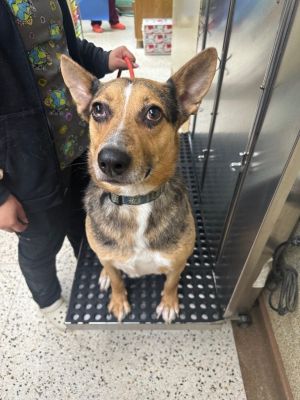 Lou, Adult Male Cattle Dog