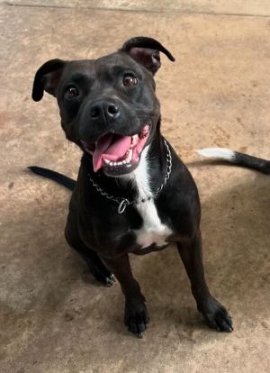 Mercedes, Adult Female Pit Bull Terrier